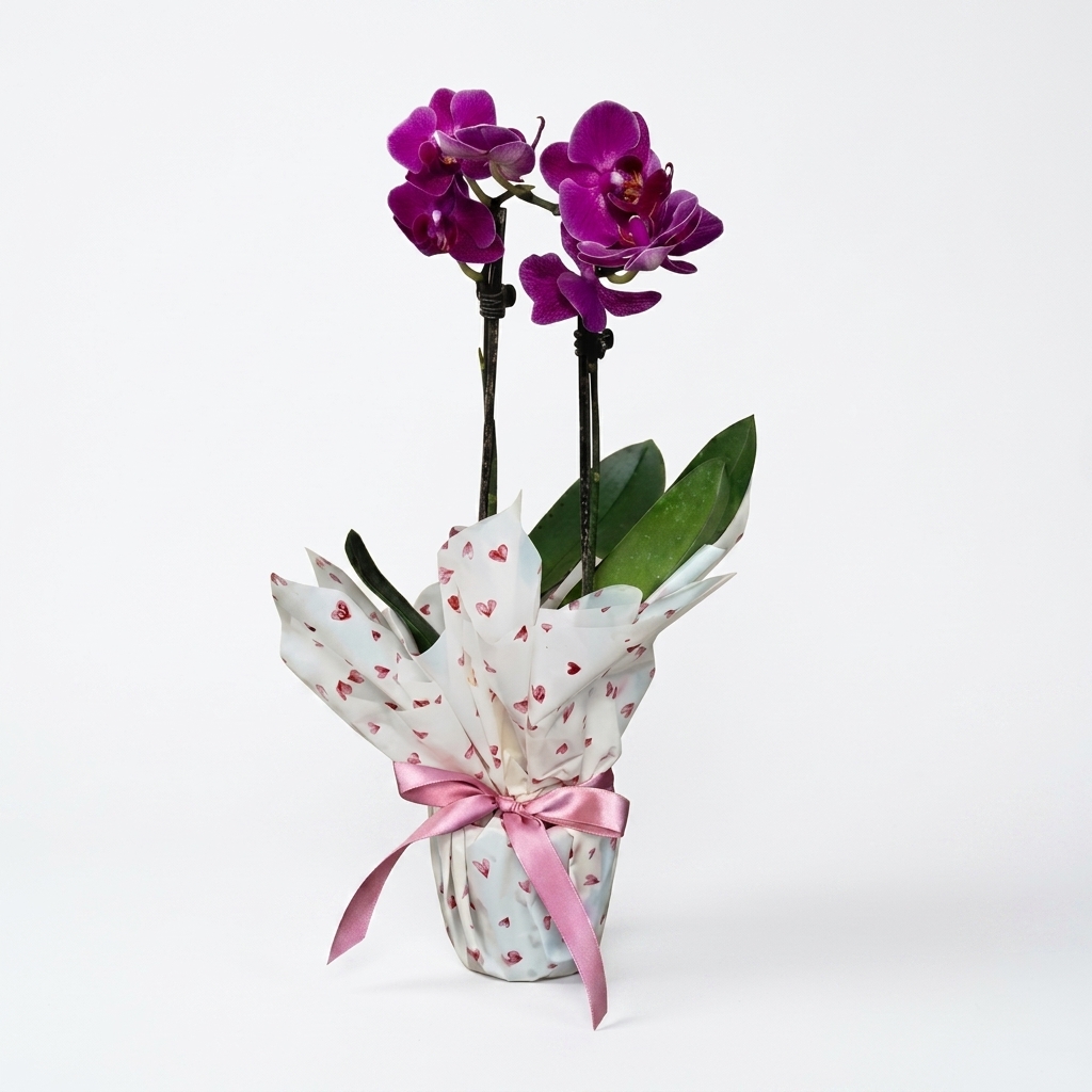 Orqu�dea Branca Phalaenopsis 2 Hastes Mini Lil�s