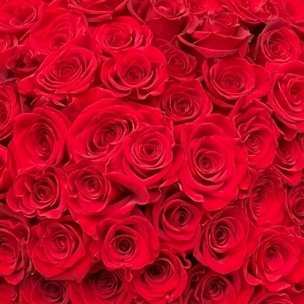 Buqu� Majestoso com 100 Rosas Vermelhas Importadas