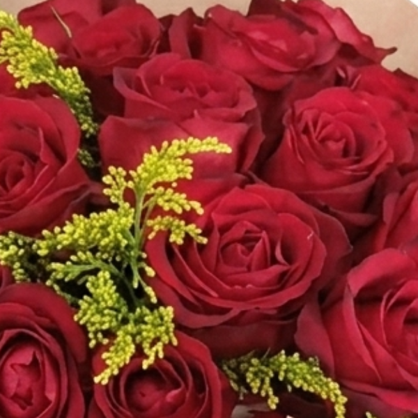 Paix�o Absoluta 42 Rosas Nacionais