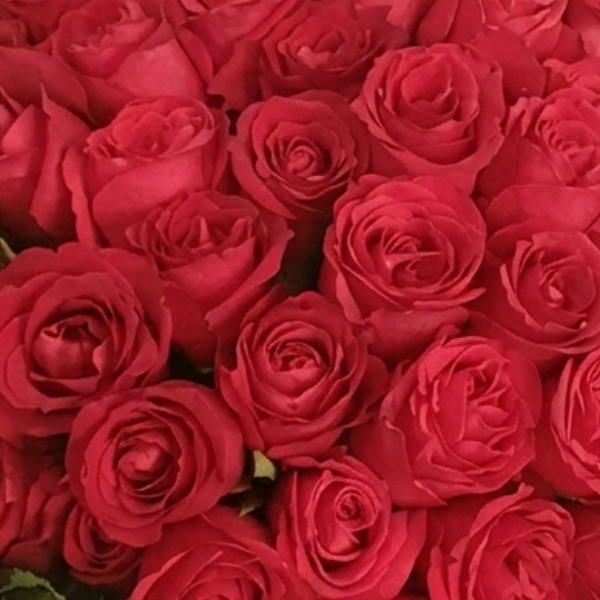 Buqu� Majestoso de 51 Rosas Vermelhas