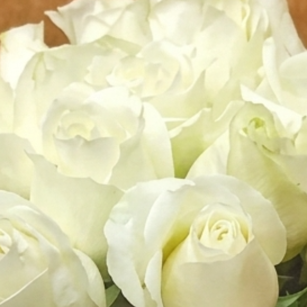 Pureza Eterna 20 Rosas