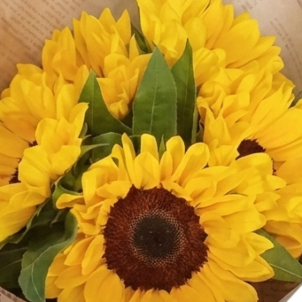Sol R�stico